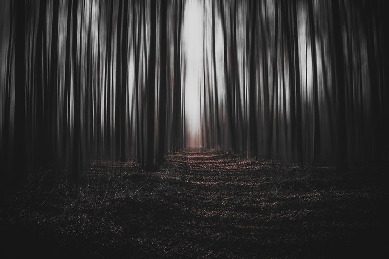 Magic Forest